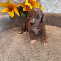 Male 6 - Red  male Goldendoodle puppy in Bucyrus, Missouri from Hill Top Pomskies