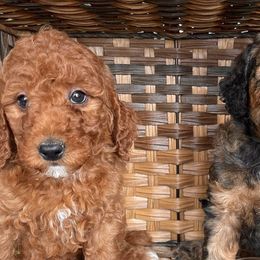 Goldendoodles and Poodles from Poodle Doodle Dandy