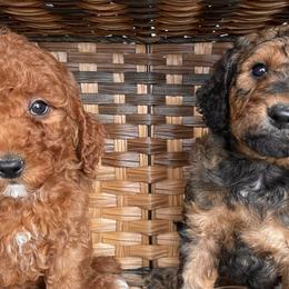 Goldendoodles and Poodles from Poodle Doodle Dandy
