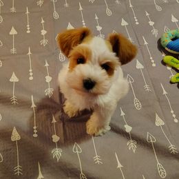 Navi - Parti female Miniature Schnauzer puppy in Florida from Central Florida Schnauzers