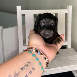 Crumpet - Black and tan male Dachshund puppy in Maidsville, West Virginia from L&B Lowriders