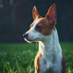 Mar - Portuguese Podengo Pequeno