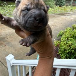 Charlie - Brown sable male Chinese Shar-Pei puppy in North Carolina from Amy Mahaffey's Chinese Shar-Pei