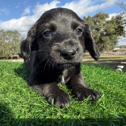 Yellow Collar boy - Black male Dachshund puppy in Apopka, Florida from The HotDog Stand