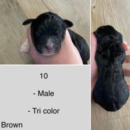 Scorpio - Tri-color male Bernedoodle puppy in Kenyon, Minnesota from Country Breeze Doodles & Poodles