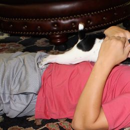 Rat Terrier Puppies from RaganRat Terriers