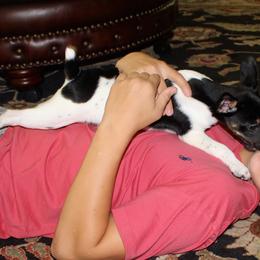 Rat Terrier Puppies from RaganRat Terriers