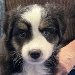 Jack-o - Miniature Australian Shepherd puppy from ELSRi’s Crimson Cross Mini Aussies