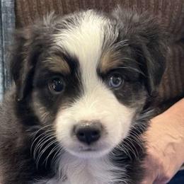 Jack-o - Miniature Australian Shepherd puppy from ELSRi’s Crimson Cross Mini Aussies