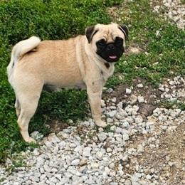 Daisy - Pug