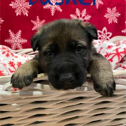 Dasher - Boy 1 - German Shepherd puppy from Freedom Acres Farm