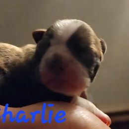 Charlie - Red male Boston Terrier puppy in Lexington, Indiana from NanzBostz