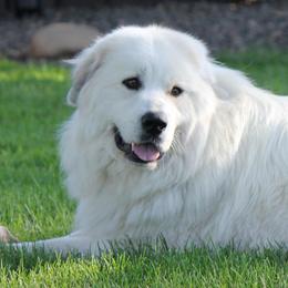Brio - Great Pyrenees