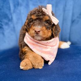 Mary - Girl 2 - Phantom female Bernedoodle puppy in Bellville, Ohio from Bernedoodle Buddies