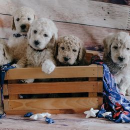 Aussiedoodle and Goldendoodle Puppies from Doodles&Danes