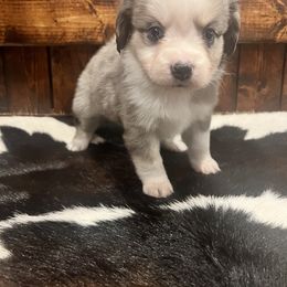 Miniature Australian Shepherd Puppies from Lil Lain Farms