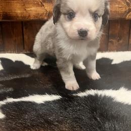 Miniature Australian Shepherd Puppies from Lil Lain Farms