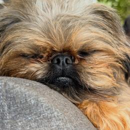 Malani - Brussels Griffon