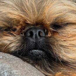Malani - Brussels Griffon
