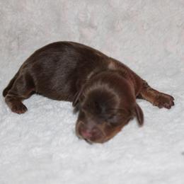 Boy 1 - Chocolate and tan male Dachshund puppy in Paris, Texas from Kuttin’ Up Mini Aussies