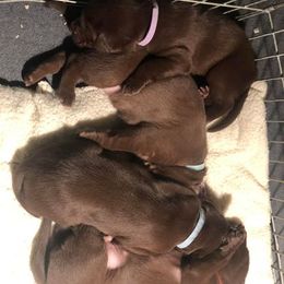 Labrador Retriever Puppies from Bourbon Creek Retrievers
