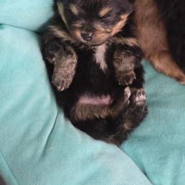 Pacha - Black and tan parti male Pomeranian puppy in Chattanooga, Tennessee from Valley Poms