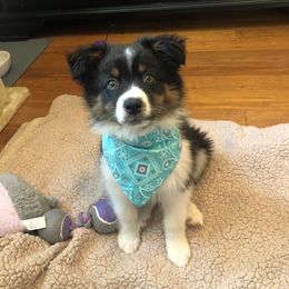 Australian Shepherd and Miniature Australian Shepherd Puppies from J&B Farms