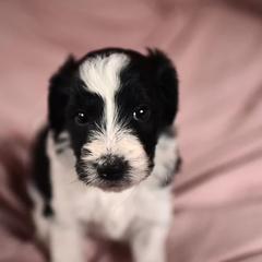 Bernedoodle, Bordoodle, and Golden Retriever Puppies from Golden Light Puppies
