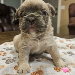 Kit - Fawn brindle and white female French Bulldog puppy in Bend, Oregon from High Lakes Frenchies