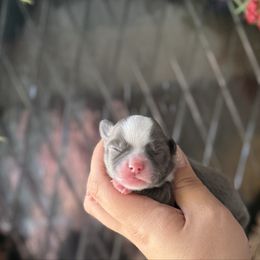 Zipper - Blue and white male Chihuahua puppy in Harrison, Michigan from Cloud9 Chihuahuas
