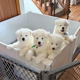 Samoyed puppies from Subarktika Samoyeds