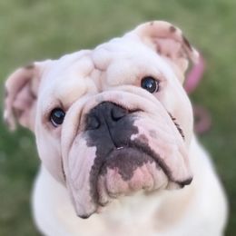 Bulldogs from Golden Leaf Kennels LLC