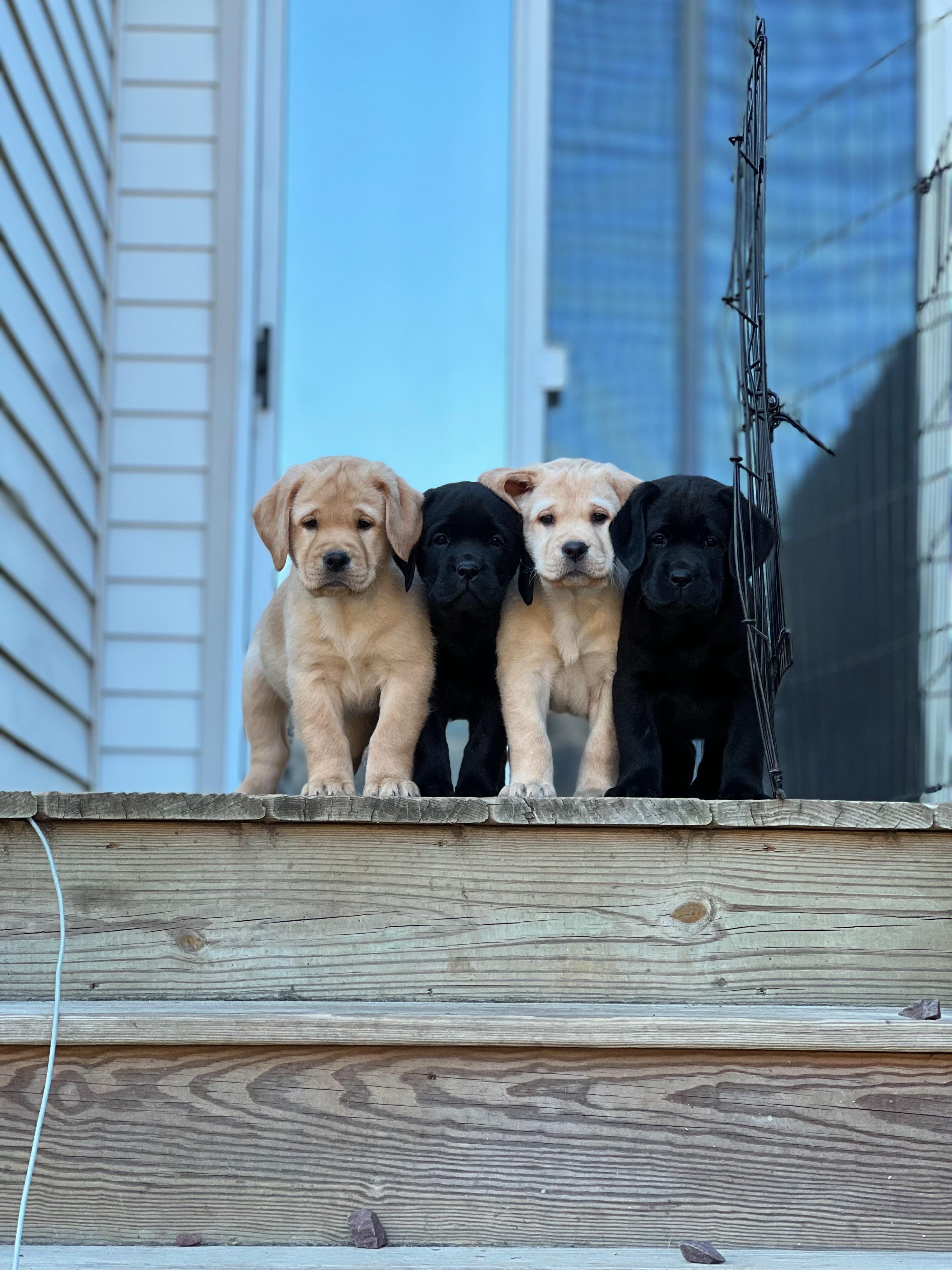 Otter Labradors in New Jersey | Labrador Retriever puppies | Good Dog