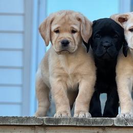 Labrador Retrievers from Otter Labradors