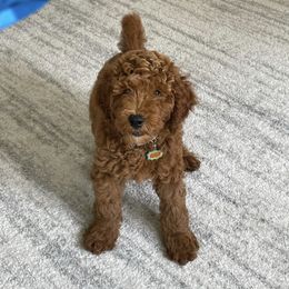 Goldendoodle Puppies from Doodle Paws Az