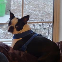 Jane - Boston Terrier