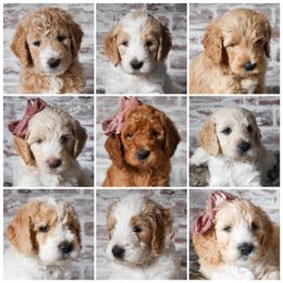 Goldendoodle Puppies from Pasatiempo Ranch