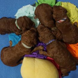 Boy 1 - Red  male Poodle puppy in Mc Henry, Illinois from Sunset Maple Poodles