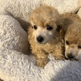 Goldendoodle and Poodle Puppies from South Sound Doodles