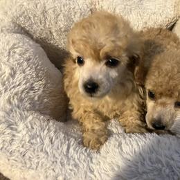 Goldendoodle and Poodle Puppies from South Sound Doodles