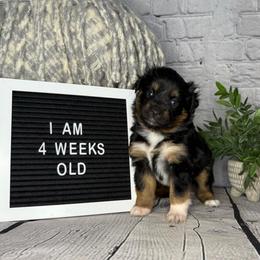 Princess Tiana - Black tri female Miniature Australian Shepherd puppy in Peoria, Arizona from B My Sunshines Mini Aussies
