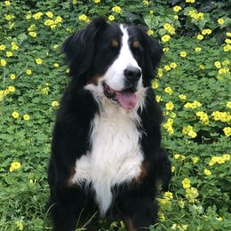 Beignet - Bernese Mountain Dog