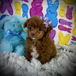 Lil Pierre - Red  male Poodle puppy in Newcomerstown, Ohio from Sheri’s Lil Angel’s