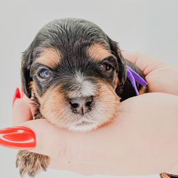 Cha Cha (Purple) - Black and tan female Cavapoo puppy in Georgetown, Texas from Mc Doodles of Texas LLC