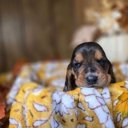 Vhagar - Black white and tan male Basset Hound puppy in Valley, Washington from Enchanted Valley Paws