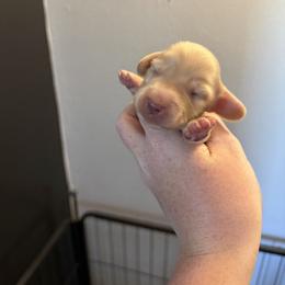 Boy 1 - Cream male Dachshund puppy in Stamford, Texas from West Texas Miniature Dachshunds