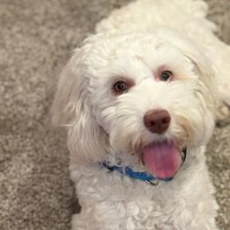 Australian Labradoodles, Goldendoodles, and Poodles from Leila Pearson