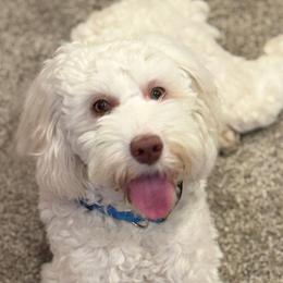 Australian Labradoodles, Goldendoodles, and Poodles from Leila Pearson