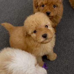 Pooh Bear - Apricot male Goldendoodle puppy in Pensacola, Florida from Goldendoodles Love You in Pensacola Friend Edition