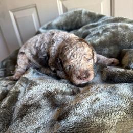 Boy 1 - Merle male Cavapoo puppy in Danielsville, Georgia from Meg's Doodles and Poodles